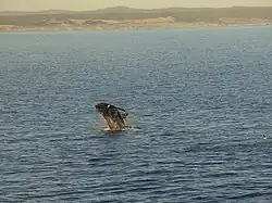 Фото 2011 г. в Уокер-Бей