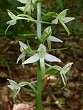 Любка двулистная (Platanthera bifolia)