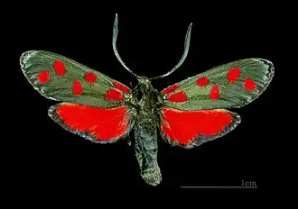 Пестрянки (род)