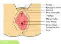 Схема строения вульвы