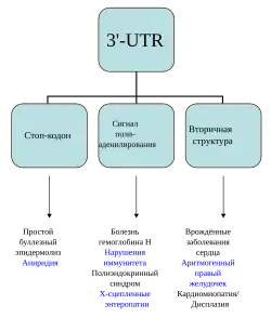 3′-Нетранслируемая область4 августа 2014