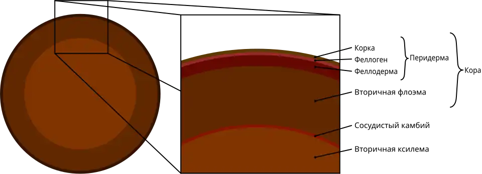 Расположение различных растительных тканей на поперечном срезе стебля