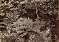 Без названия, 1870-е