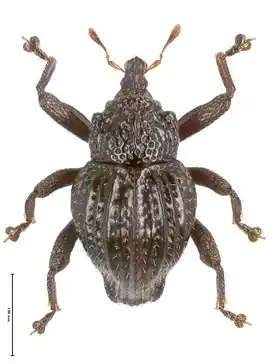 Trigonopterus angulicollis