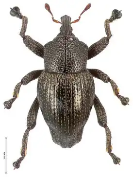 Trigonopterus arjunensis