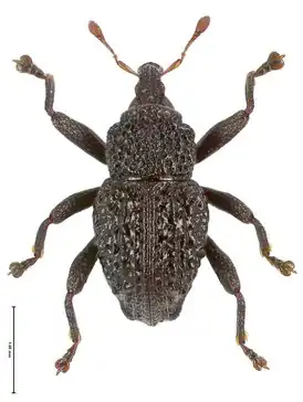 Trigonopterus asper
