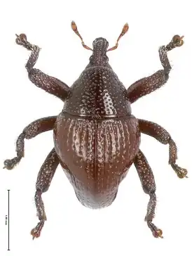 Trigonopterus bawangensis