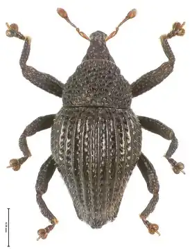 Trigonopterus costipennis