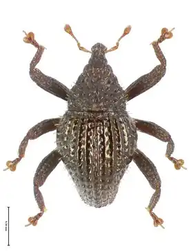 Trigonopterus echinatus