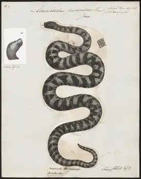 Acrochordus javanicus