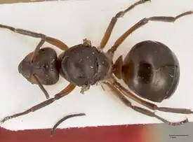 Formica paralugubris