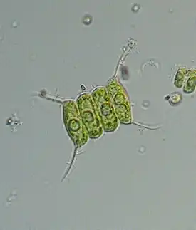 Scenedesmus quadricauda