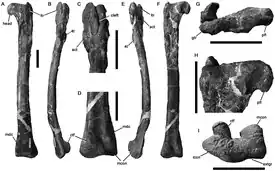Голотип (левая бедренная кость) T. hermani, NMV P186303