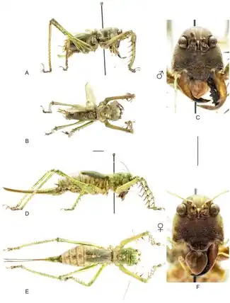 Cerberodon portokalipes, самец (вверху) и самка