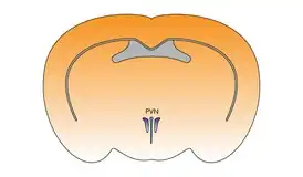Паравентрикулярное ядро гипоталамуса в мозге мыши